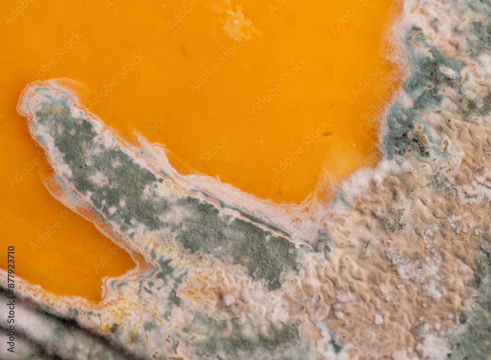 Slices of moldy yellow cheese arranged on a bamboo cutting board. Green mold spores on food. Expired wasted food
