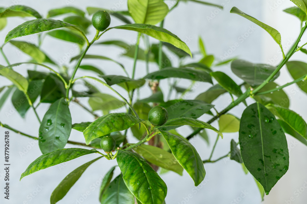 Houseplant Tangerine tree with small young green fruits. Close up. Houseplant Tangerine tree with small young green fruits. Close up.