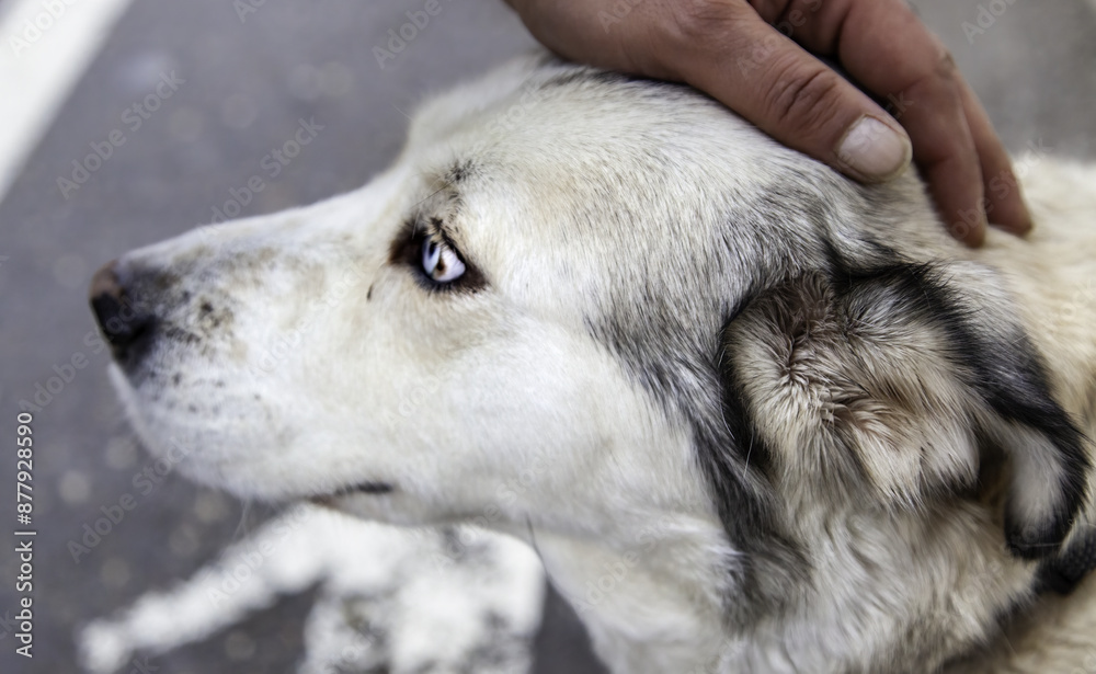 Fototapeta premium Mountain shepherd dog