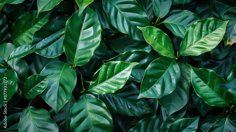 custom made wallpaper toronto digitalleaves of coffee tree nursery plantation in matte tone color