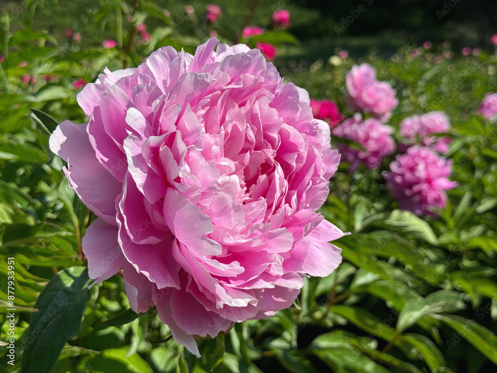 Peony double flower pink blossom in garden Peony double flower pink blossom in garden