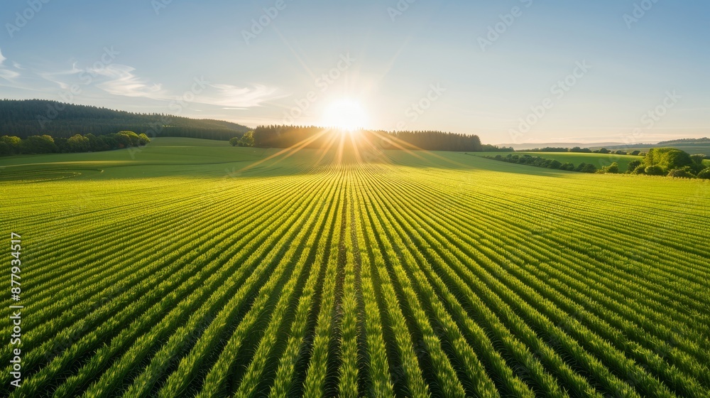 Fototapeta premium Rolling countryside panorama under the warm sunshine, fields and forests stretching to the horizon, capturing the peaceful rural perspective