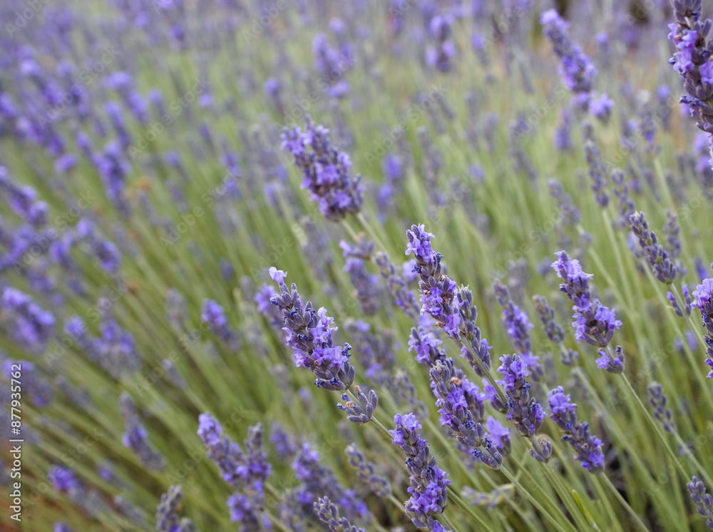Obraz premium macro photo of a lavender plant