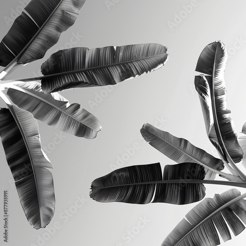 A black and white photograph of large banana leaves, with the sky in the background. The photo was taken from an upward angle photo