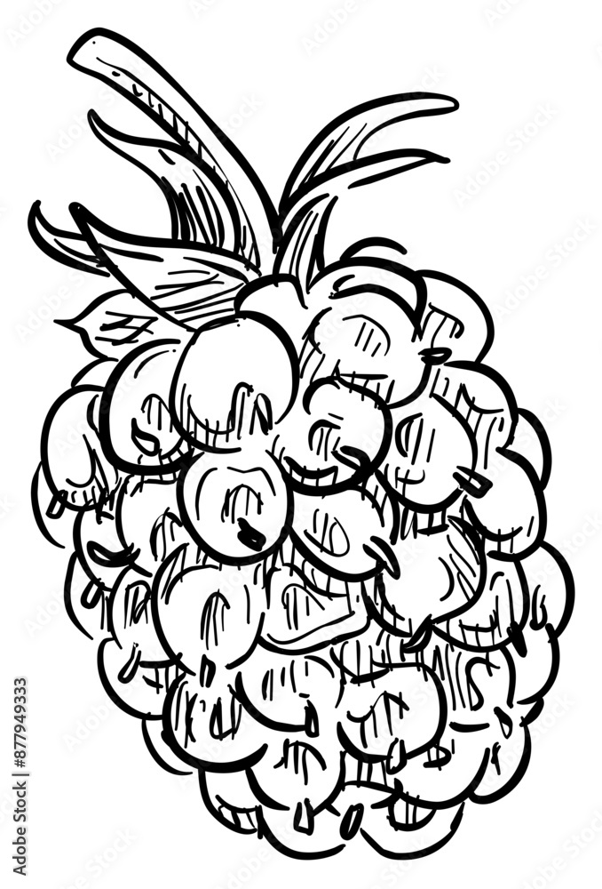 raspberry handdrawn illustration raspberry handdrawn illustration