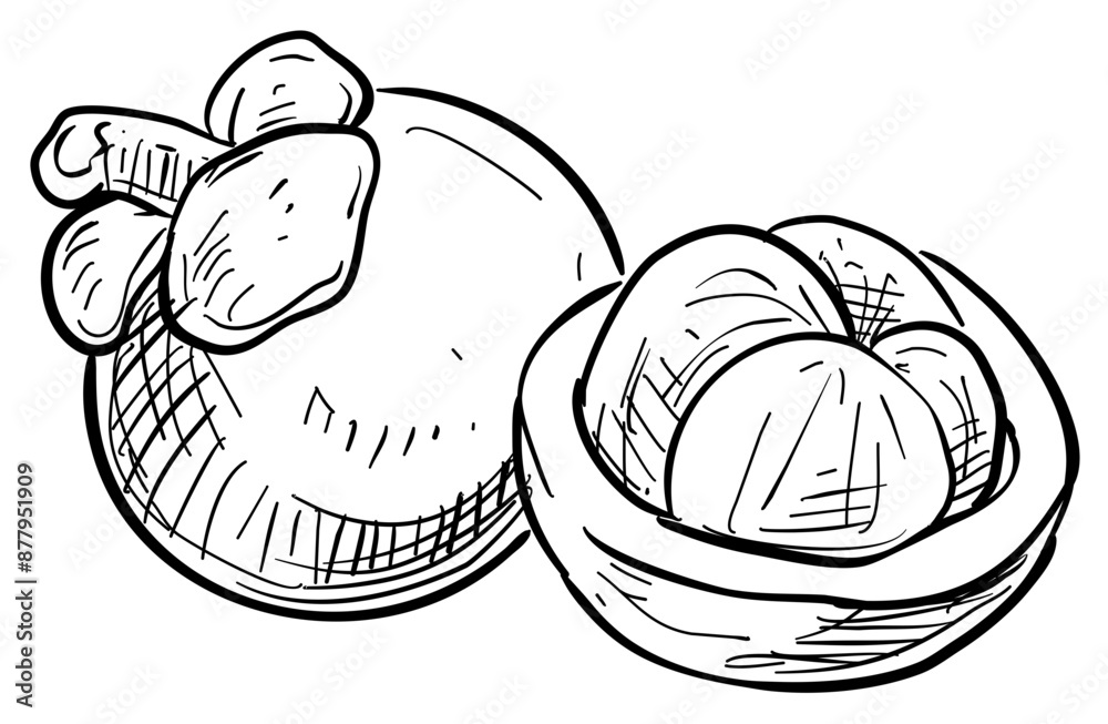 mangoesteen handdrawn illustration