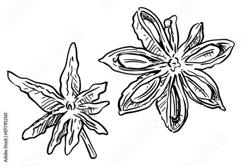 star anise handdrawn illustration