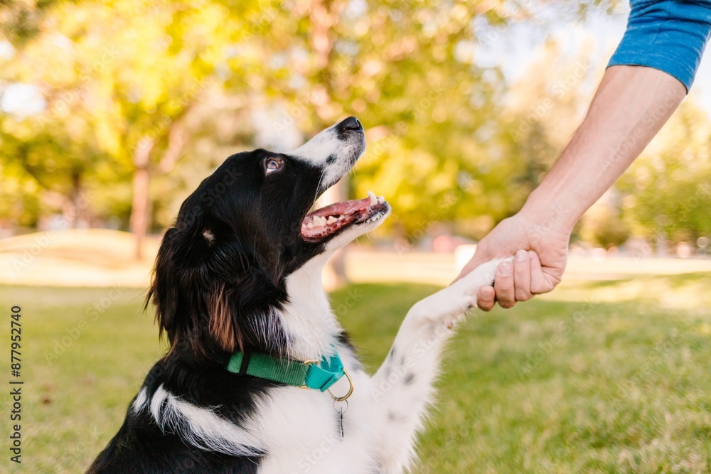 Border Collie shaking hands paw with owner at park in summer sun Border Collie shaking hands paw with owner at park in summer sun