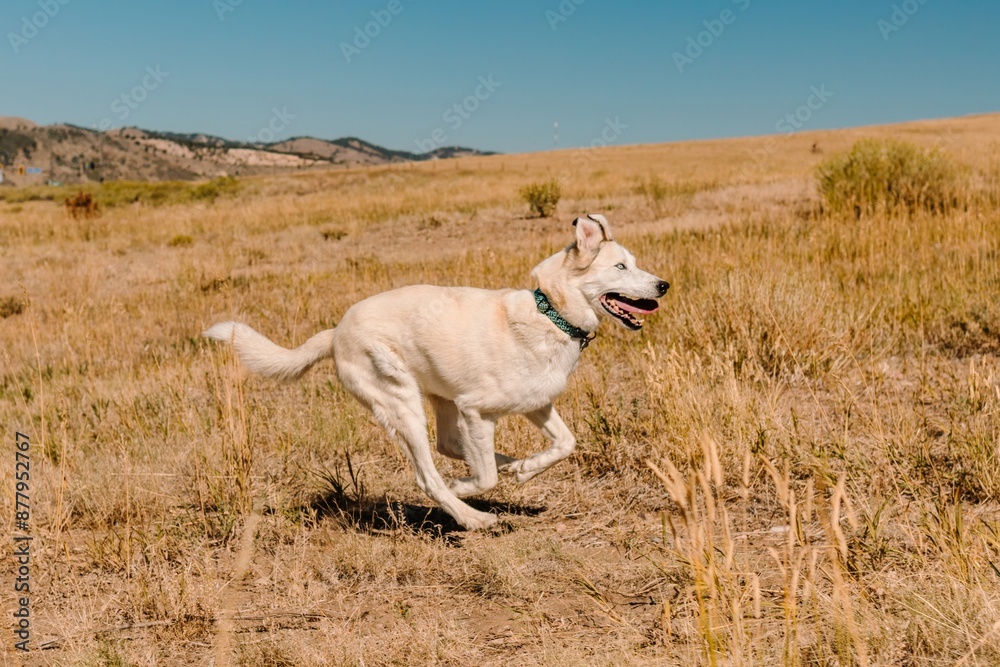 Husky Shepherd mixed breed mutt dog running in park in summer Husky Shepherd mixed breed mutt dog running in park in summer