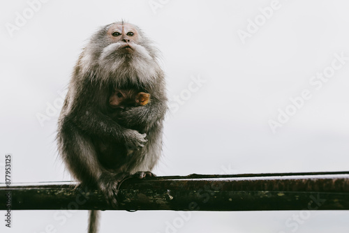 Female monkey holds her baby close in Indonesia