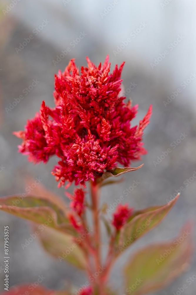 Close-up of a vibrant red flower with blurred background Close-up of a vibrant red flower with blurred background