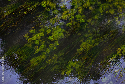 Fototapeta Naklejka Na Ścianę i Meble -  Green plants in flowing river