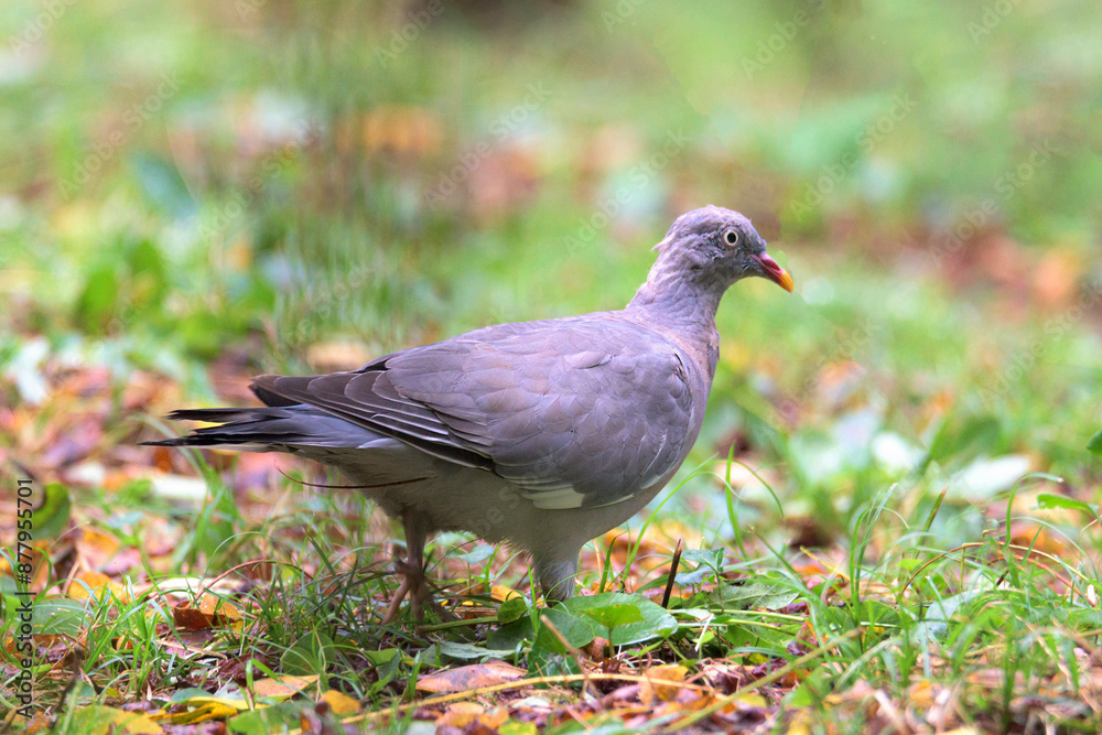 Wood Pigeon, Columba palumbus, Common Wood Pigeon searching for food in the grass of a park in Getxo, Bizkaia Wood Pigeon, Columba palumbus, Common Wood Pigeon searching for food in the grass of a park in Getxo, Bizkaia