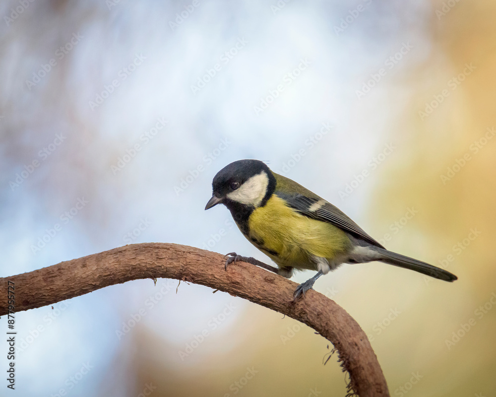 Great tit Erithacus rubecula, perched on a branch in a park in Algorta, Bizkaia Great tit Erithacus rubecula, perched on a branch in a park in Algorta, Bizkaia