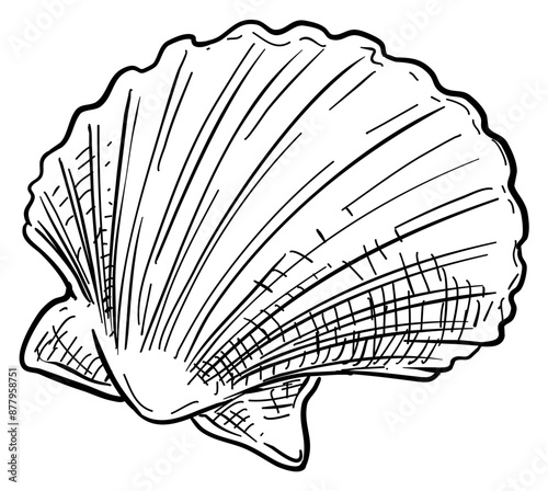 shells handdrawn illustration