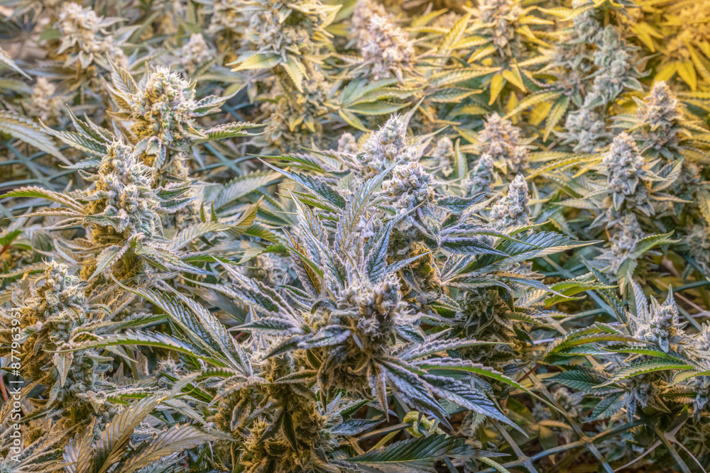 female blossom marijuana SoG Sea of Green net hemp cultivation technique Growing pot indoor bloom stage growth Medical female blossom marijuana SoG Sea of Green net hemp cultivation technique Growing pot indoor bloom stage growth Medical