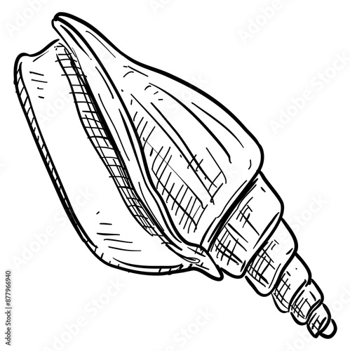 shells handdrawn illustration