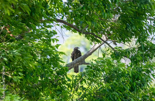 European Honey Buzzard (Pernis apivorus) raptor bird perching on tree branch. photo