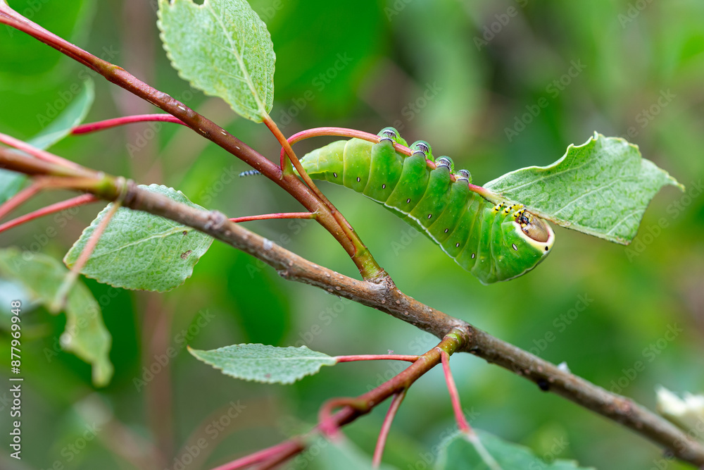 Cerura iberica. Poplar Butterfly Caterpillar feeding on a leaf. Cerura iberica. Poplar Butterfly Caterpillar feeding on a leaf.