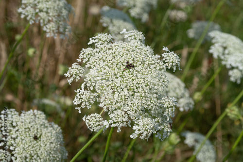 Daucus carota Wild Carrot flower
