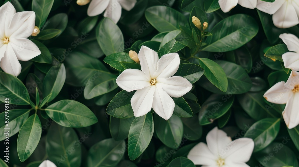 Jasmine flowers in full bloom, delicate white petals against a backdrop of lush green leaves, a fragrant and enchanting evening garden setting Jasmine flowers in full bloom, delicate white petals against a backdrop of lush green leaves, a fragrant and enchanting evening garden setting