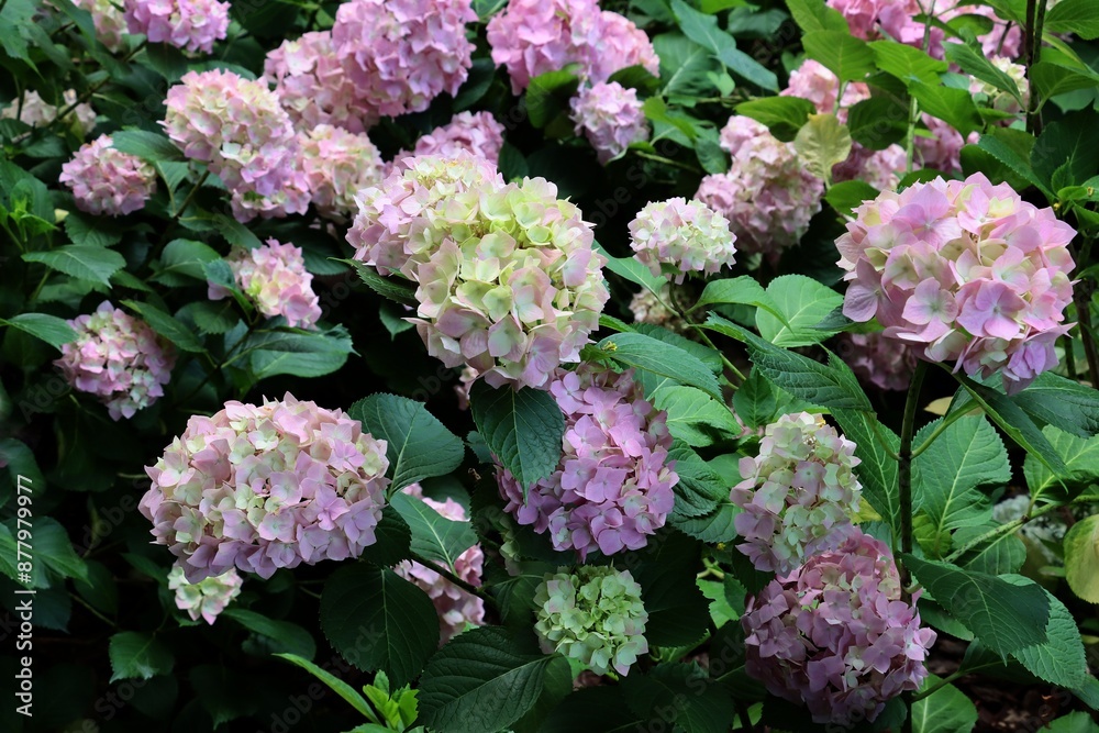 big,round inflorescences of blooming pink and white hydrangea in park big,round inflorescences of blooming pink and white hydrangea in park