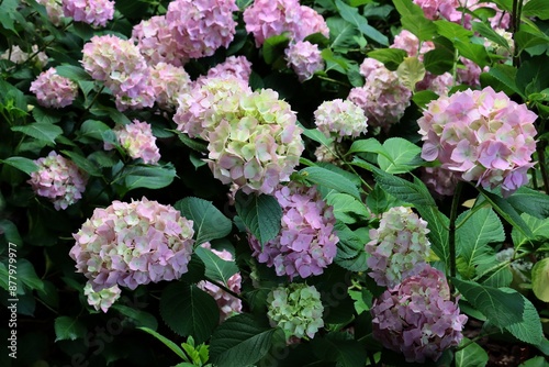 big,round inflorescences of blooming pink and white hydrangea in park