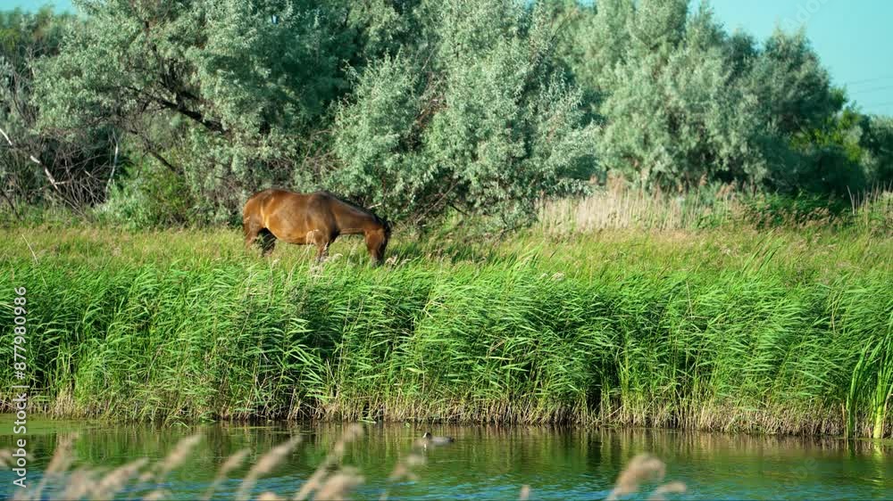 A lone horse grazes peacefully in a lush green field near a calm river on a beautiful summer day. The sun shines brightly, casting long shadows on the grass. Animal themes A lone horse grazes peacefully in a lush green field near a calm river on a beautiful summer day. The sun shines brightly, casting long shadows on the grass. Animal themes