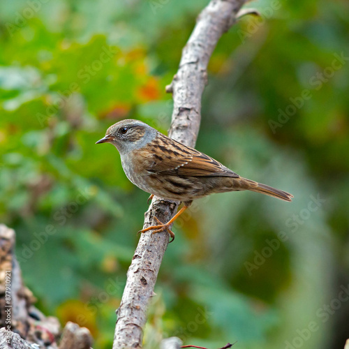 Hedge Sparrow - Prunella modularis photo