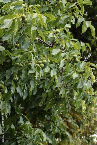 Walnut tree and growinggreen nuts in summer