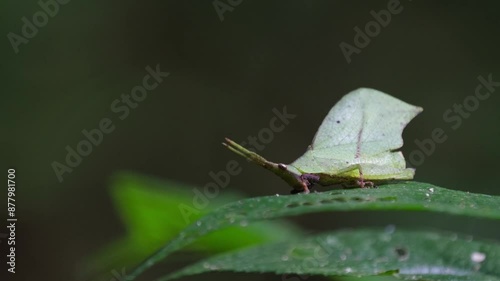 Slowly zooming in on a small leaf grasshopper Systella rafflesii that is resting on a green leaf in a national park in Thailand. photo