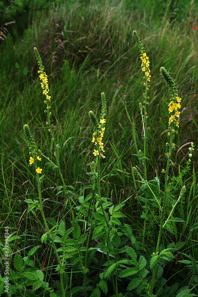 Agrimony. Yellow little flowers in spikelet close-up. Agrimony. Yellow little flowers in spikelet close-up.