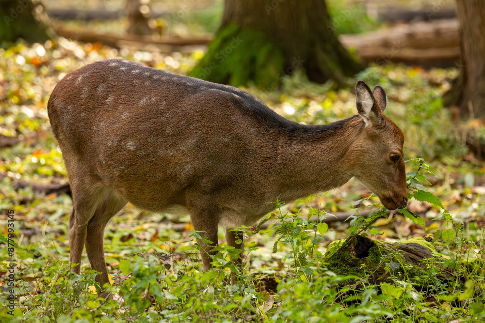 Nahaufnahme von einem Reh im Wald Nahaufnahme von einem Reh im Wald