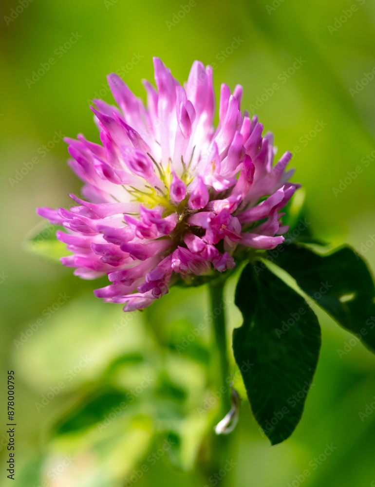 Pink flower on clover in nature. Macro