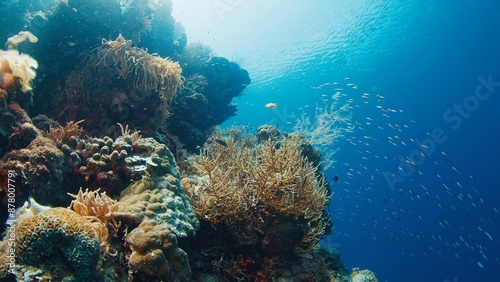 Wallpaper Mural Coral reef in the tropical sea in Indonesia Torontodigital.ca
