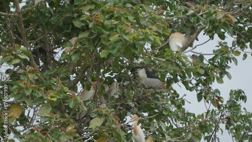 Cattle egreat and stork are sitting on the whole tree. photo