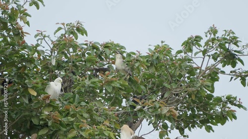 Cattle egreat and stork are sitting on the whole tree. photo