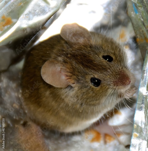 Indian Bush Rat (Golunda ellioti) chilling in my home. It made a big jump from this place and ran away.

A cute little rodent found in Indian Subcontinent.