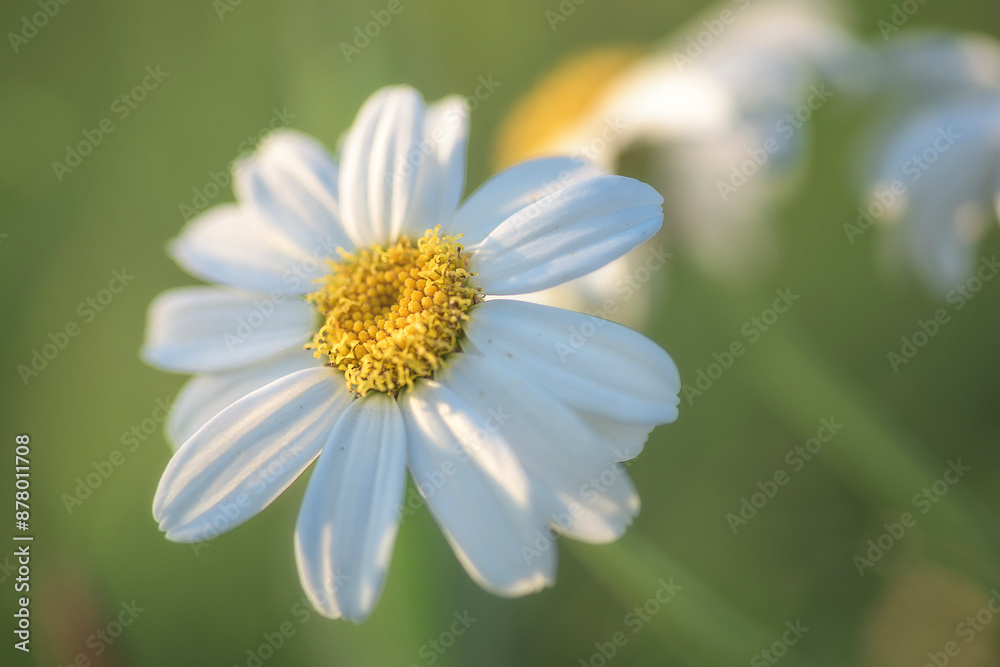 Daisy seen from above with the natural background out of focus in the early morning Daisy seen from above with the natural background out of focus in the early morning