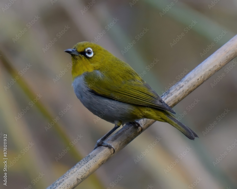 Fototapeta premium Indian White-eye (Zosterops palpebrosus).Formerly Oriental White-eye. Vibrant bird, white eye-ring, yellow-green plumage. Forests, gardens, mangroves. Nectar, insects, fruits.Acrobatic. Forms flocks