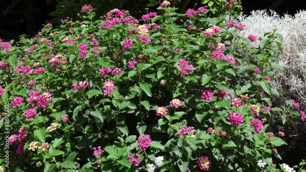 Lantana camara (common lantana) is a species of flowering plant, native to the American tropics. Lantana camara (common lantana) is a species of flowering plant, native to the American tropics.