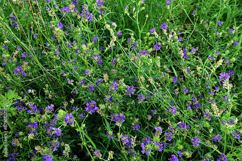 Carta da parati The field is blooming alfalfa