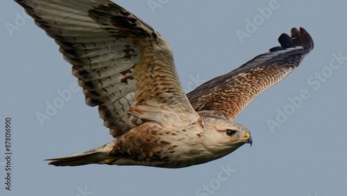 Long-legged Buzzard (Buteo rufinus). Large raptor with variable plumage, pale to dark morphs. Has long legs and broad wings, inhabits open landscapes and mountainous regions.