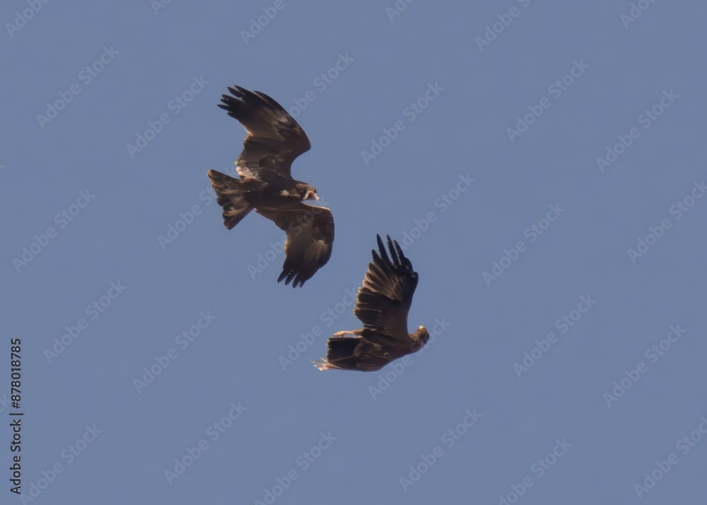 Territorial fight between Greater Spotted Eagle (Clanga clanga) and Indian Spotted Eagle (Clanga hastata) high in the air a wetland of Indus River in Pakistan.