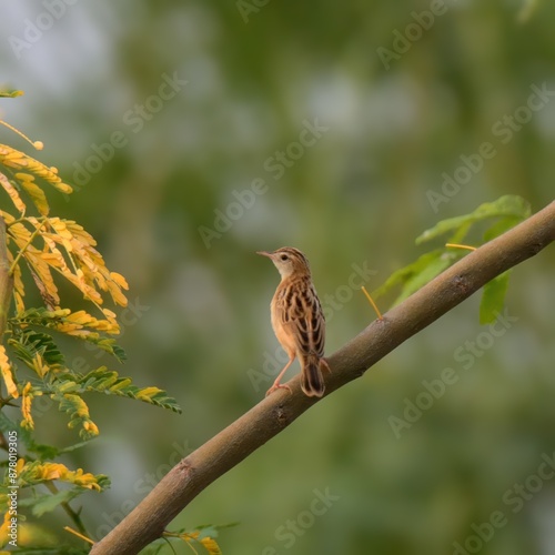 Zitting Cisticola or Streaked Fantail Warbler (Cisticola juncidis).

Small, brown, streaked bird, distinctive 