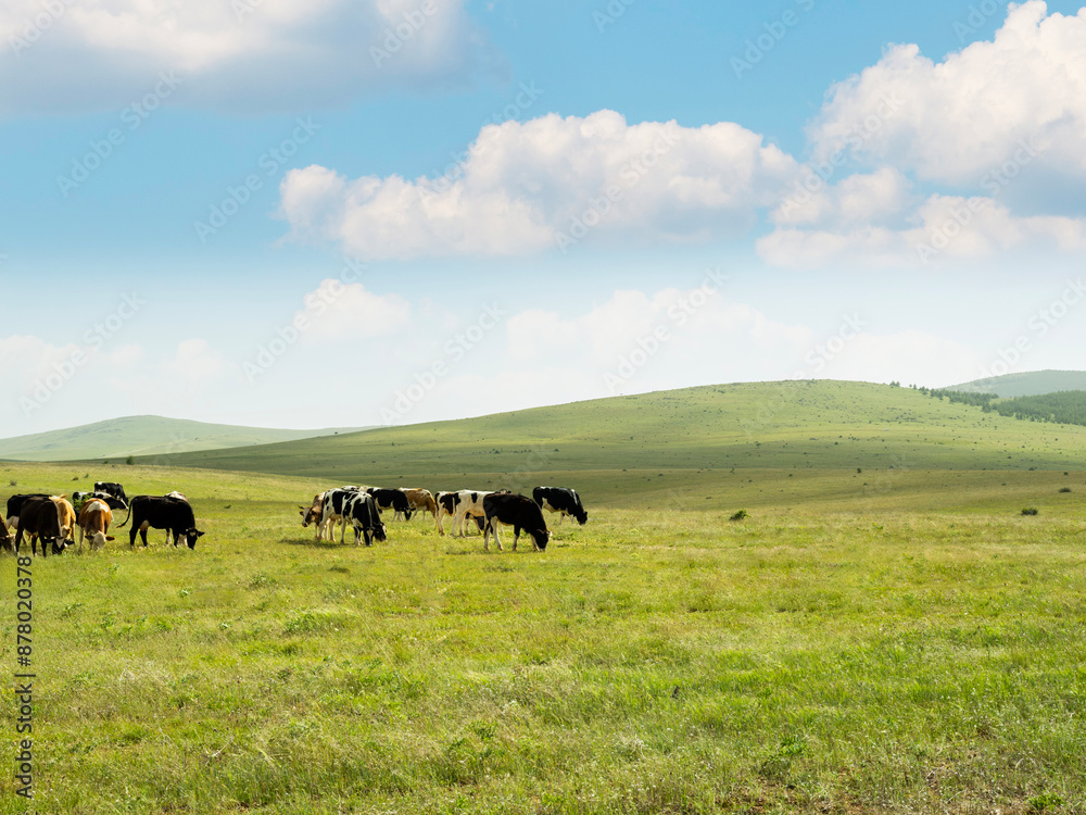 Herd of cows, areal view of landscape livestock image herd of cows. Group of cattle eating green grass in meadow. Beautiful view of summer mountains animals, hills and blue sky with clouds. Copy space Herd of cows, areal view of landscape livestock image herd of cows. Group of cattle eating green grass in meadow. Beautiful view of summer mountains animals, hills and blue sky with clouds. Copy space
