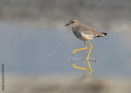 White-tailed Lapwing or Plover (Vanellus leucurus).

Graceful bird, pale brown plumage, distinctive white tail. Marshes and wetlands. Feeds on insects, small invertebrates. Ground nesting bird.