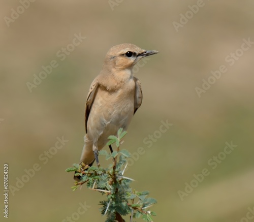 Isabelline Wheatear (Oenanthe isabellina).

The name “Wheatear” is derived from “White arse”, referring to a White rump present in many Wheatears species.  photo