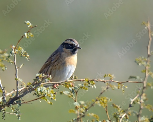 Black-throated Accentor (Prunella atrogularis).

Small, striking bird, black throat, brown, streaked body. Found in mountainous regions, feeds on insects, seeds. photo