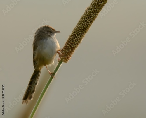 Pied Bush Chat (Saxicola caprata). 

Contrasting beauty! Male: black & white. Female: brown. Perches on shrubs, hunts insects in open habitats. photo